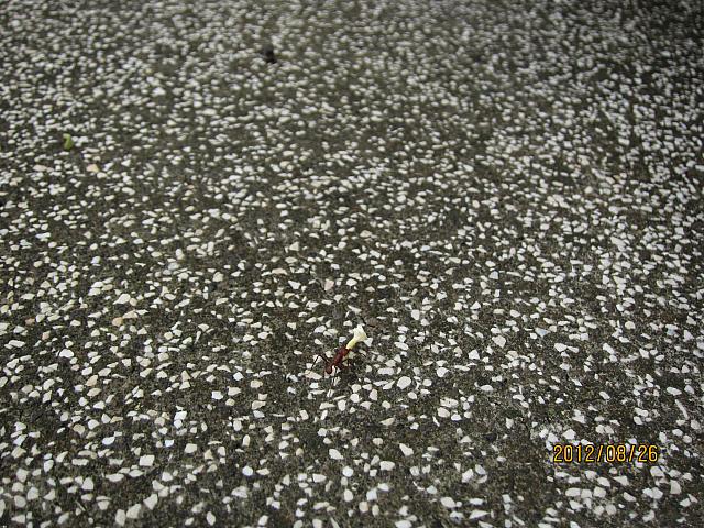 IMG 6890
