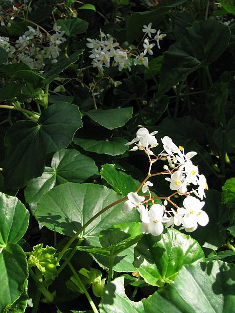 IMG 2323