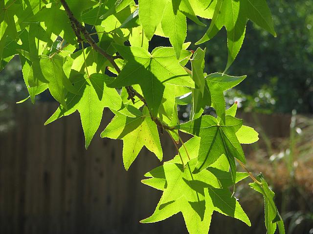Sunlight through the leaves