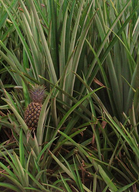 Pineapple