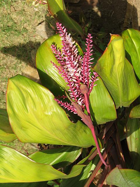 Ginger (?)