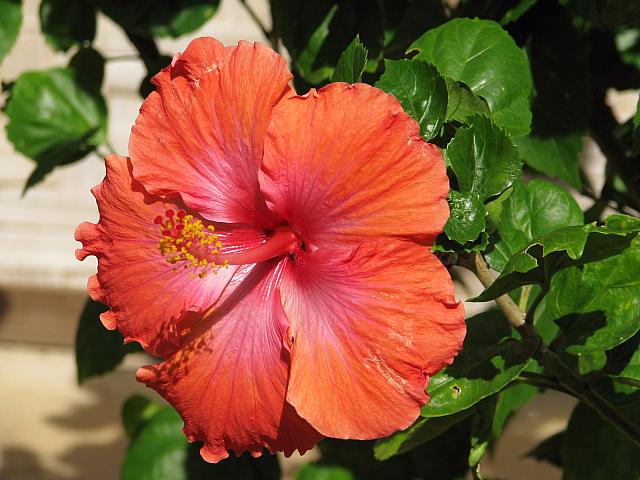 Hibiscus