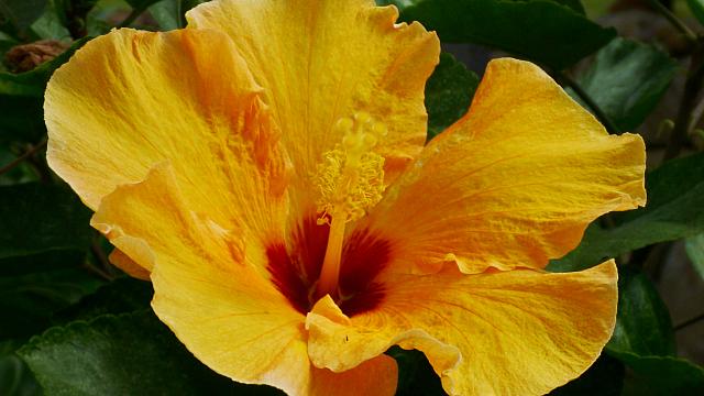 Hibiscus