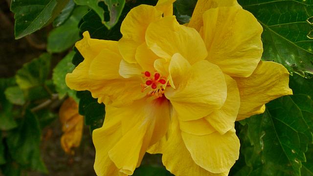Hibiscus
