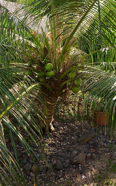 Coconut palm from above