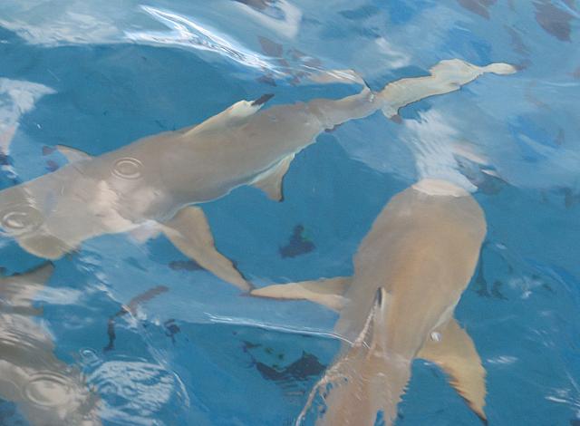 Blacktip reef sharks