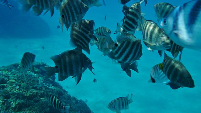 Snorkeling