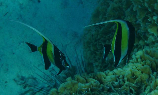 Angel fish