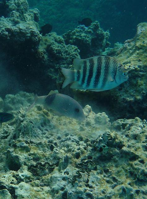 Snorkeling