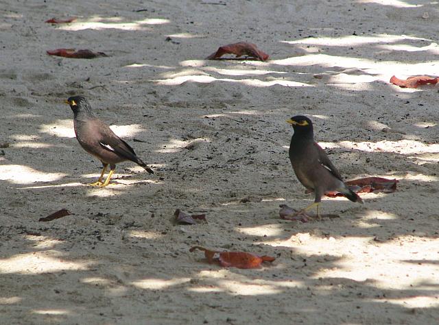 Myna birds