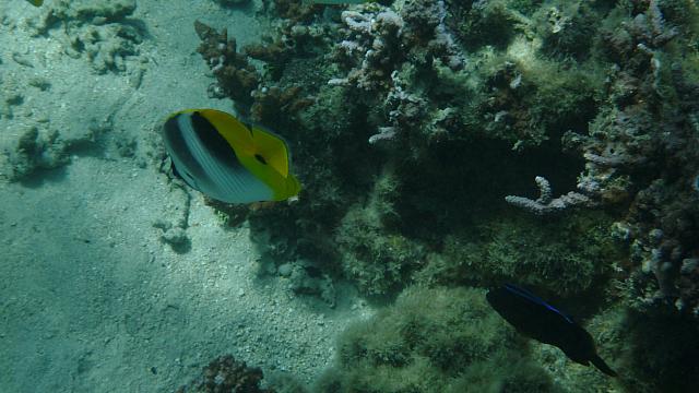 Snorkeling