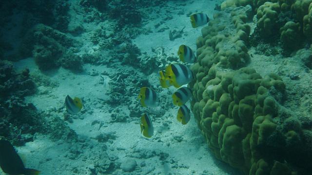 Snorkeling
