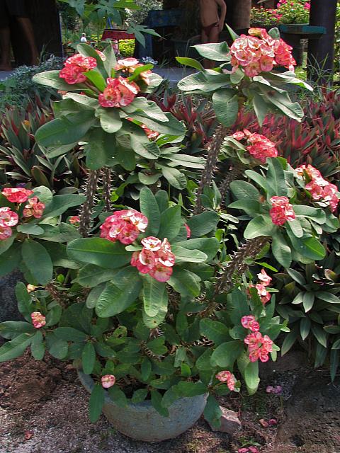 Spiny plant