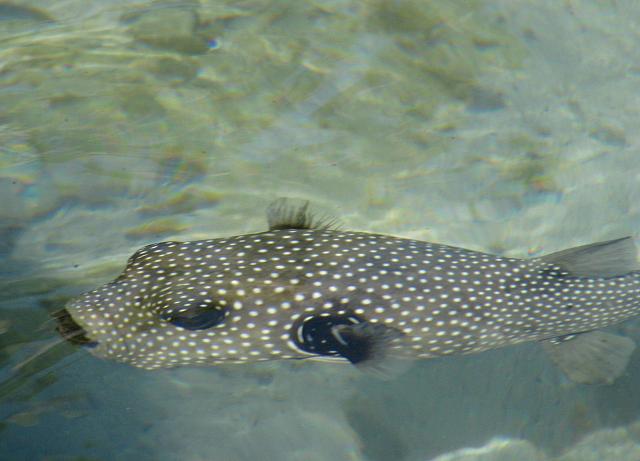 Puffer fish (not puffed ;-)