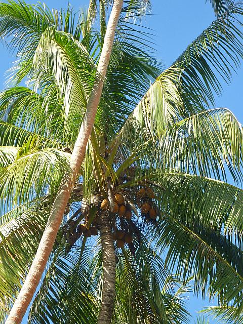 Coconuts