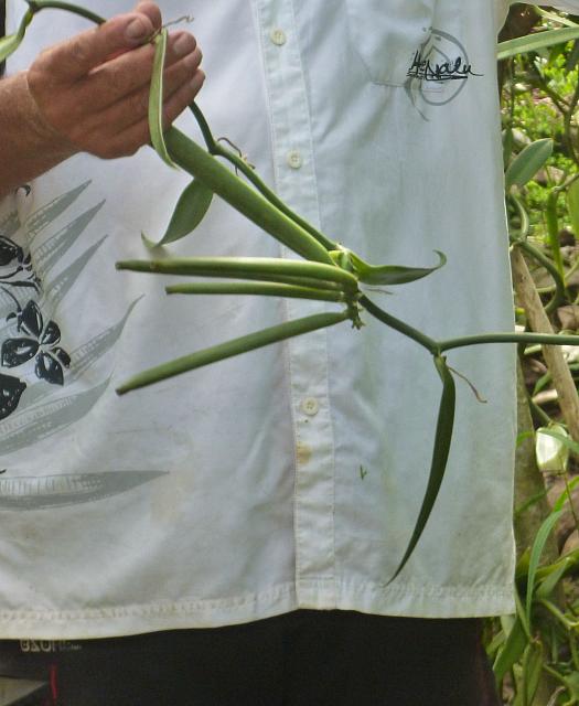 Vanilla beans