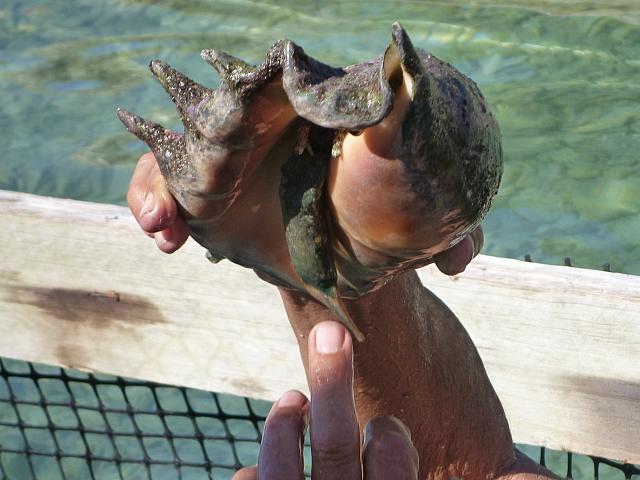 Conch