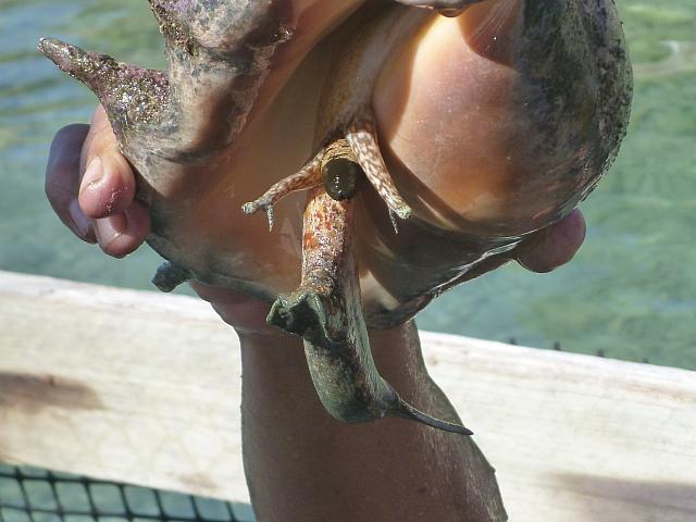 Conch opening