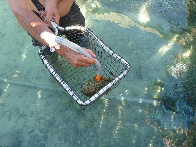 Bruno shows poisonous stone fish