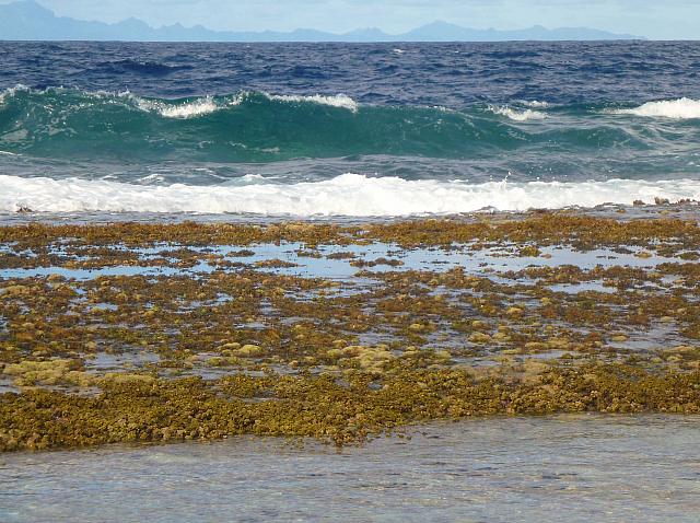 The coral reef