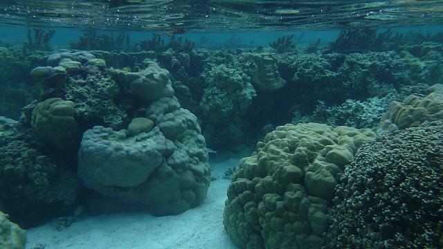 Coral garden