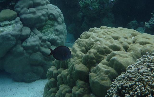 Blue fish (blue trigger fish?) & coral