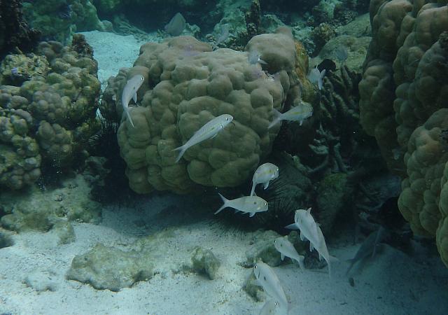 Fish among the coral