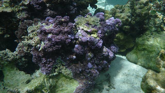 Maybe a purple encrusting sponge?  Whatever it was, it was a beautiful color!