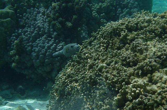 Puffer fish among the coral