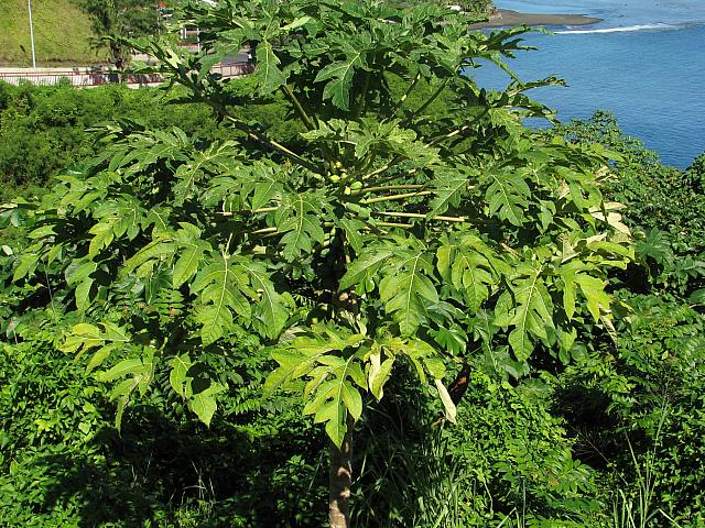 Papaya