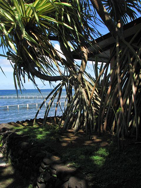 Pandanus next to the restaurant