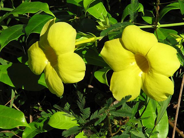 Flowers in restaurant garden