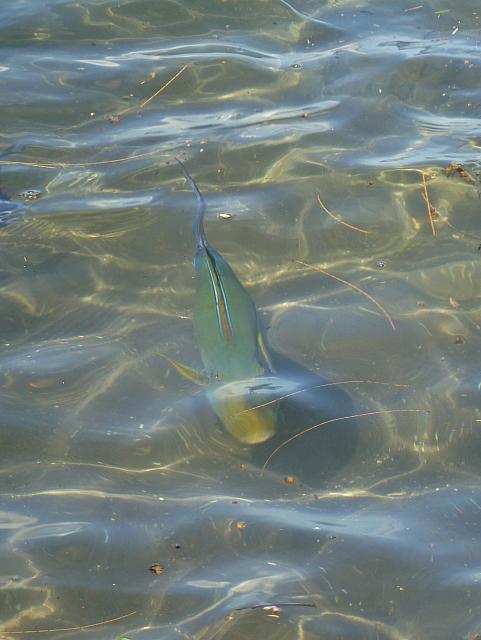 Fish