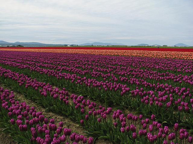 201304 062