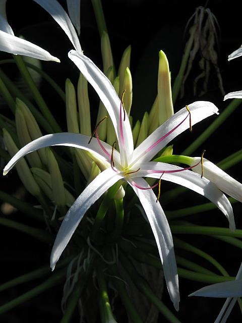 201312HawaiiA 178