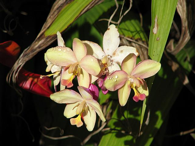 201312HawaiiA 197