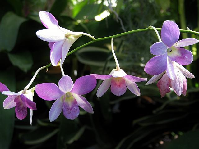 201312HawaiiA 201