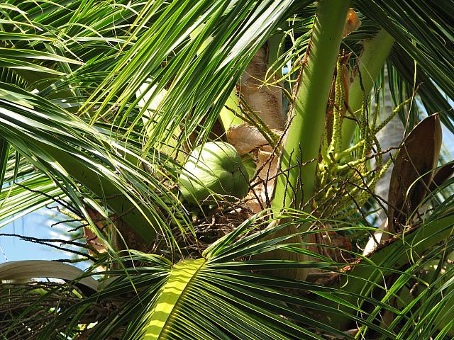 201312HawaiiA 544
