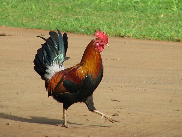 201312HawaiiA 598