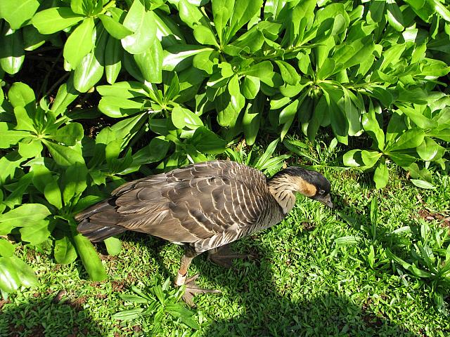 201312HawaiiA 617