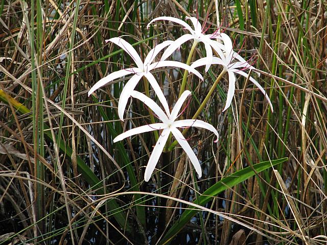 201402Carib 362