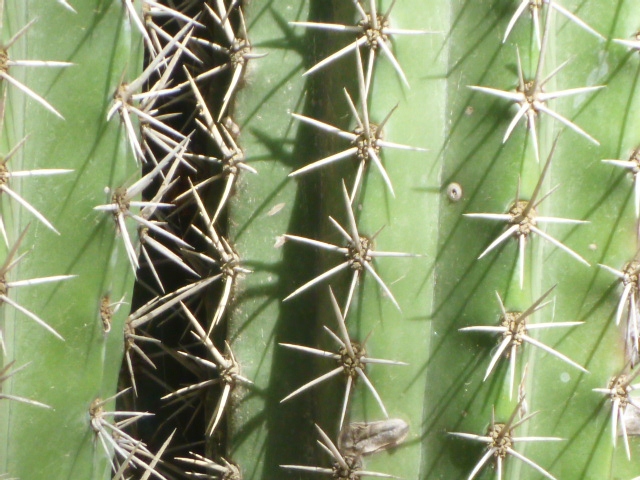 201402CaribK 239