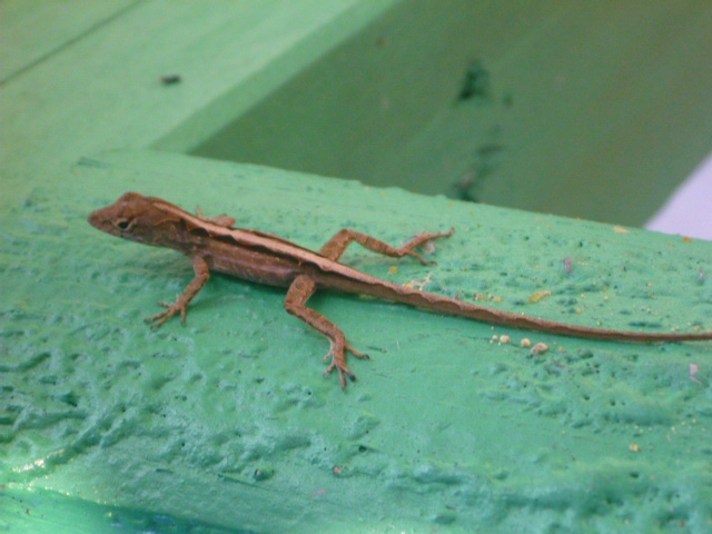 201402CaribK 090