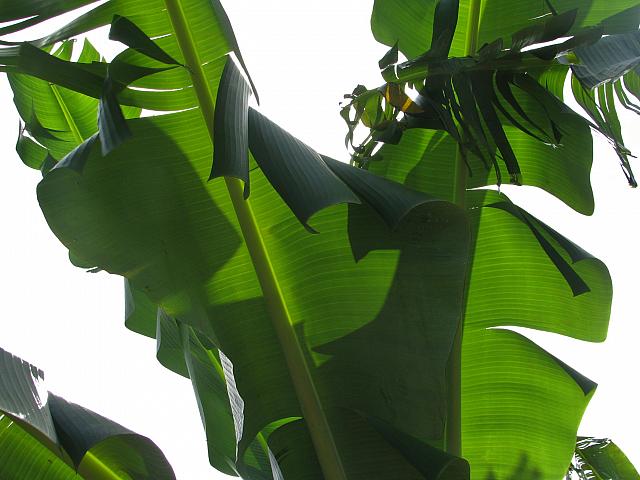 201402Carib 851