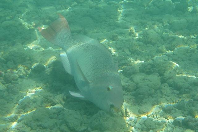 201501 Hawaii 780