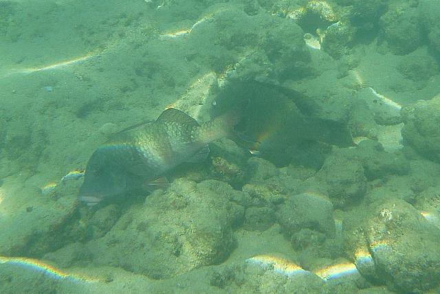 201501 Hawaii 796