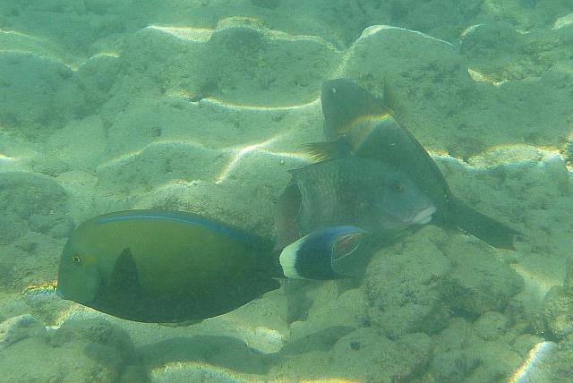 201501 Hawaii 798