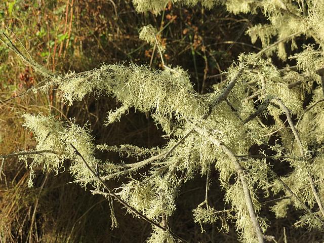 201509OlympicPeninsula 035