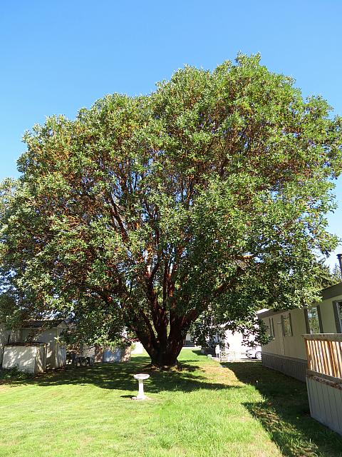 201509OlympicPeninsula 073
