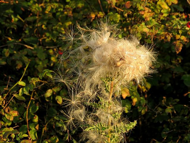 201509OlympicPeninsula 167